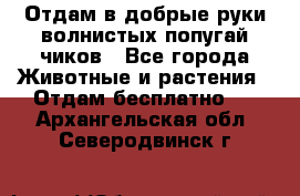 Отдам в добрые руки волнистых попугай.чиков - Все города Животные и растения » Отдам бесплатно   . Архангельская обл.,Северодвинск г.